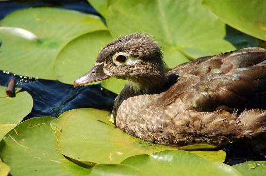 Wood Duck (molting)