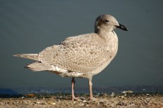 Glaucus-winged Gull (First year)
