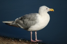 Glaucus-winged Gull (adult with deformed beak)