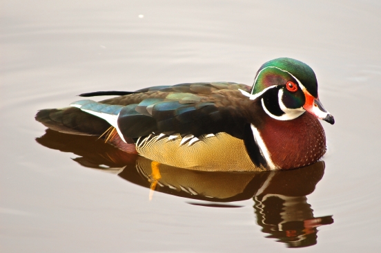 Wood Duck (male) | Lost Lagoon, Stanley Park | Vancouver, BC | January 2013