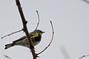 Yellow-rumped Warbler ("Audubon's")
