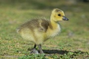 Canada Goose (gosling)