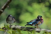 Wood Duck (pair) | Canard branchu | Aix sponsa