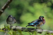 Wood Duck (pair) | Canard branchu | Aix sponsa