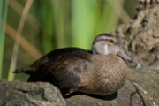 Wood Duck (immature male) | Canard branchu | Aix sponsa