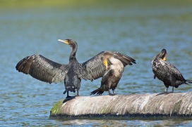 Double-crested Cormorants | Cormorans à aigrettes | Phalacrocorax auritus