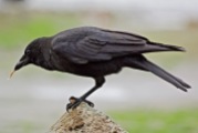 Northwestern Crow | Corneille d'Alaska | Corvus caurinus