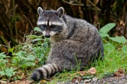 Raccoon | raton laveur commun | Procyon lotor