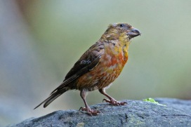 Red Crossbill (immature male) | Bec-croisé des sapins | Loxia curvirostra