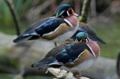 Wood Duck (males) | Canard branchu | Aix sponsa